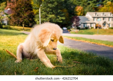 Having A Day Off, Hanging At Backyard! Golden Retreiver Portrait In The Nature With Green Nature