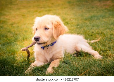 Having A Day Off, Hanging At Backyard! Golden Retreiver Portrait In The Nature With Green Nature