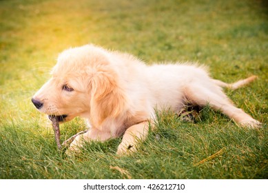 Having A Day Off, Hanging At Backyard! Golden Retreiver Portrait In The Nature With Green Nature