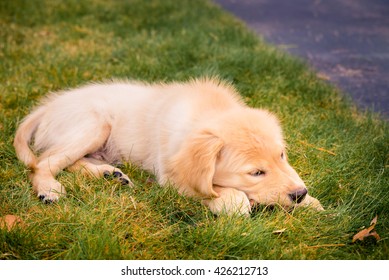 Having A Day Off, Hanging At Backyard! Golden Retreiver Portrait In The Nature With Green Nature