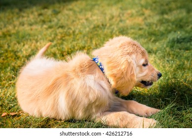 Having A Day Off, Hanging At Backyard! Golden Retreiver Portrait In The Nature With Green Nature