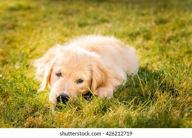 Having A Day Off, Hanging At Backyard! Golden Retreiver Portrait In The Nature With Green Nature