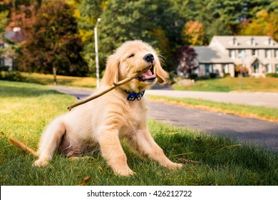 Having A Day Off, Hanging At Backyard! Golden Retreiver Portrait In The Nature With Green Nature