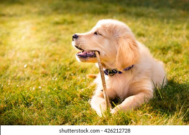 Having A Day Off, Hanging At Backyard! Golden Retreiver Portrait In The Nature With Green Nature