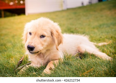 Having A Day Off, Hanging At Backyard! Golden Retreiver Portrait In The Nature With Green Nature