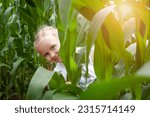 Having Fun in Nature. Child Kid Hiding in Corn Maze Field. Active Summer Holiday in Nature, Game and Entertainment during Harvest Time. 