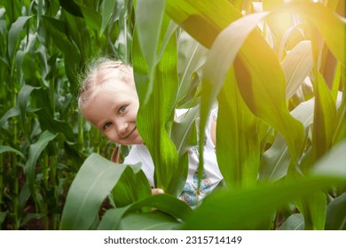 Having Fun in Nature. Child Kid Hiding in Corn Maze Field. Active Summer Holiday in Nature, Game and Entertainment during Harvest Time. 