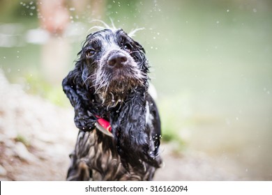 Having fun with water. Cute English Cocker Spaniel shaking off water after a swim on the beach. Selective focus on the eyes. 