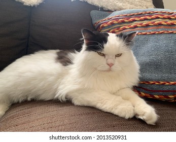 Having A Lazy Day With A Persian Long Haired Cat. Just Remember Not To Rub The Belly Or He Will Attack.