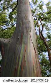 Hawaii Eucalyptus Deglupta Tree Trunk