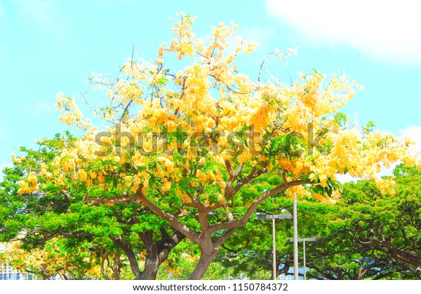 Hawaii golden shower tree