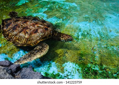 Hawaii Green Turtle