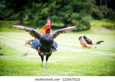 Hawaii Kauai Chicken Showing Of It's Wingspan