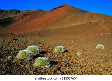 Hawaii Maui Haleakala Volcano Crater Silversword B