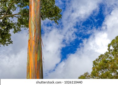 Hawaii Rainbow Eucalyptus Tree 