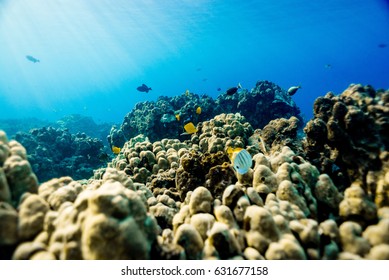 Hawaii Reef With Fish 