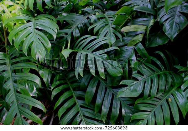 ハワイ熱帯雨林植物 の写真素材 今すぐ編集