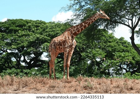 Hawaii USA Honolulu Zoo Giraffe
