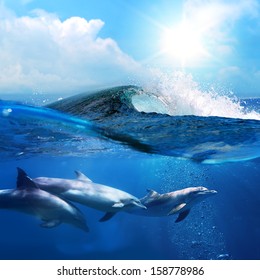 Hawaiian Beautiful Dolphins Playing Under Ocean Breaking Surfing Wave