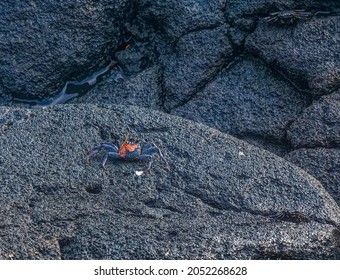 Hawaiian Black Crab Near Kona Hawaii