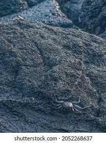 Hawaiian Black Crab Near Kona Hawaii