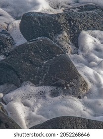 Hawaiian Black Crab Near Kona Hawaii