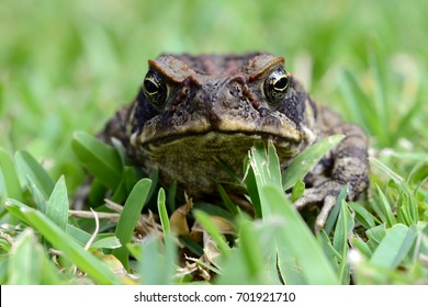 Hawaiian Cane Toad - Invasive Species