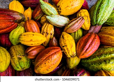 Hawaiian Cocao Pods