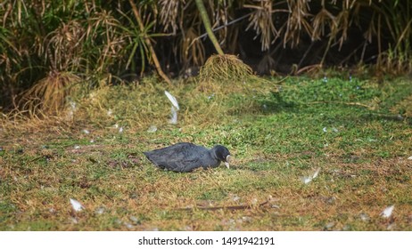 Hawaiian Coot, Fulica Alai, Alae Kea With White Frontal Shield Is On The Field. Wild Animals Life