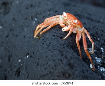 Hawaiian Crab Baked By Sun On Kona Island Volcanic Rocks