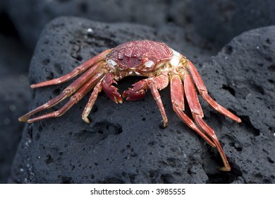 Hawaiian Crab Baked By Sun On Kona Island Volcanic Rocks