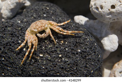 Hawaiian Crab Baked By Sun On Kona Island Volcanic Rocks