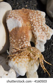 Hawaiian Crab Baked By Sun On Kona Island Coral Rocks