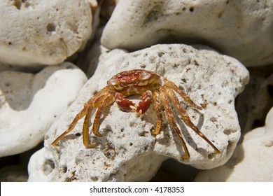 Hawaiian Crab Baked By Sun On Kona Island Volcanic Rocks