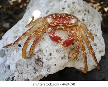 Hawaiian Crab Baked By Sun On Kona Island Volcanic Rocks