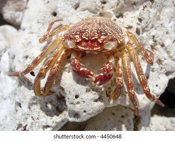 Hawaiian Crab Baked By Sun On Kona Island Coral Rocks