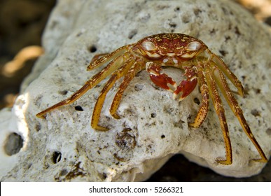 Hawaiian Crab Baked By Sun On Kona Island Volcanic Rocks