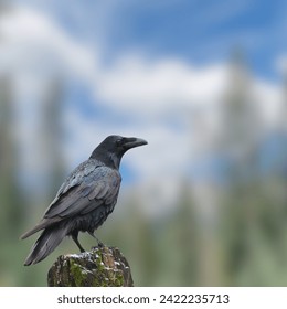 The Hawaiian crow or ʻalalā (Corvus hawaiiensis)
is a species of bird in the crow family, Corvidae, that is currently extinct in the wild, though reintroduction programs are underway. 
