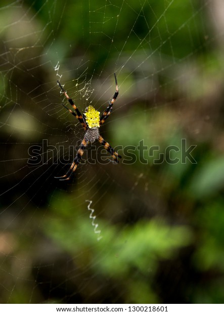 Hawaiian Garden Spider Argiope Appensa Photographed Stock Photo