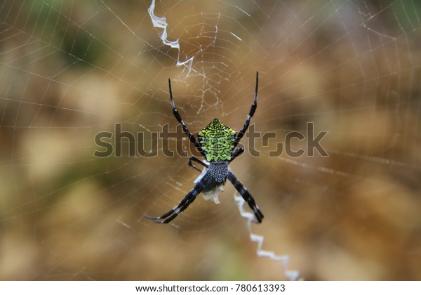 Hawaiian Garden Spider Argiope Appensa Stock Photo Edit Now