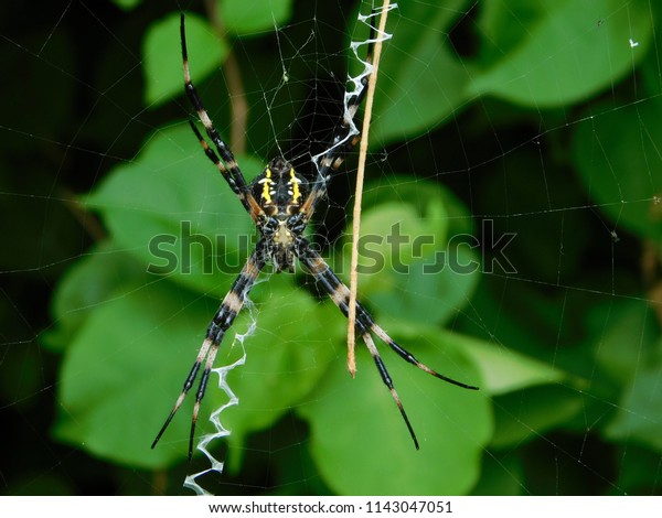Hawaiian Garden Spider Closeup Stock Photo Edit Now 1143047051