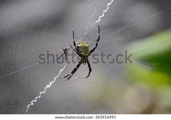 Hawaiian Garden Spider On Web Argiope Animals Wildlife Nature