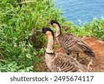 Hawaiian Goose or Nene at Kilauea Point National Wildlife Reserve, Kilauea, Kauai, Hawaii, USA