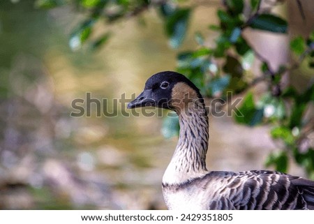 Hawaiian Goose, or N?n?, roams the volcanic landscapes of Hawaii, a symbol of endemic avian diversity.  Foto stock © 