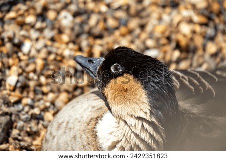Hawaiian Goose, or N?n?, roams the volcanic landscapes of Hawaii, a symbol of endemic avian diversity.  Foto stock © 