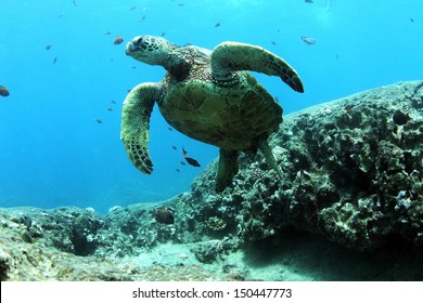 Hawaiian Green Sea Turtle