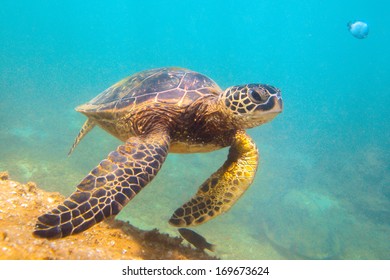 Hawaiian Green Sea Turtle