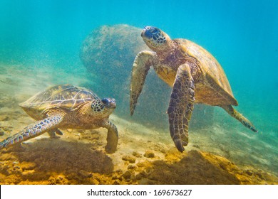 Hawaiian Green Sea Turtle