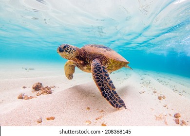 Hawaiian Green Sea Turtle - Powered by Shutterstock