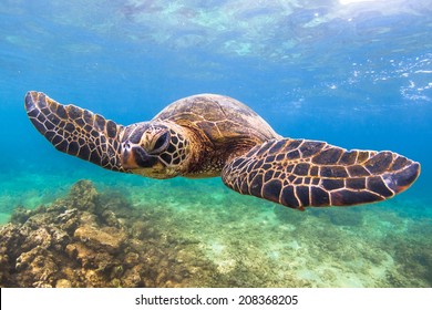 Hawaiian Green Sea Turtle